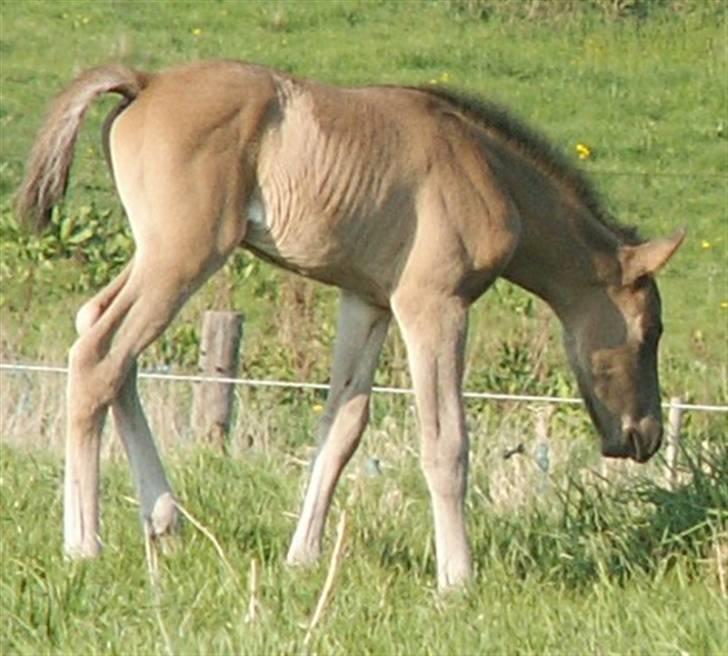 Welsh Partbred (Sec F) Stillebækkens Dayton - så godt i stand billede 10