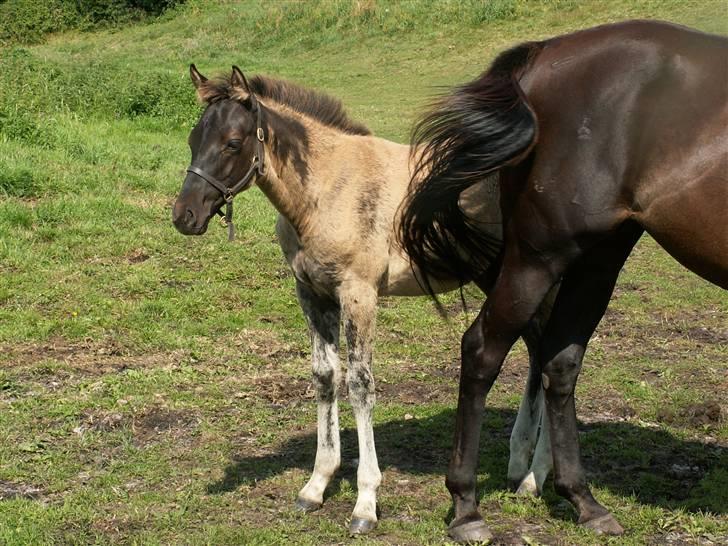 Welsh Partbred (Sec F) Stillebækkens Dayton - se bare hvor mørk han bliver billede 11