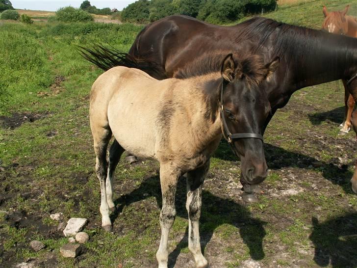 Welsh Partbred (Sec F) Stillebækkens Dayton - fotograferet 18.07.2004  billede 12