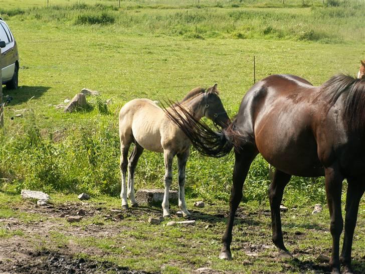 Welsh Partbred (Sec F) Stillebækkens Dayton - hvor meget mon han får dunfarve? billede 13