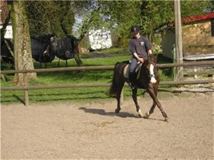 New Forest Midnight Fleur *Aflivet* billede 11