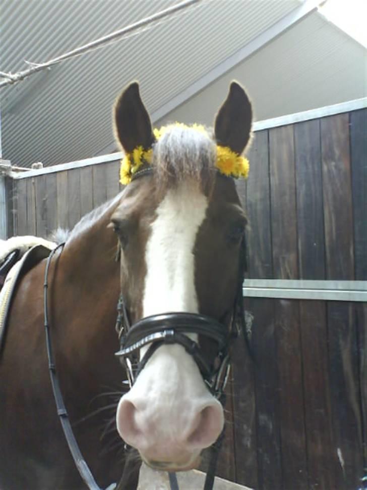 New Forest Midnight Fleur *Aflivet* billede 12