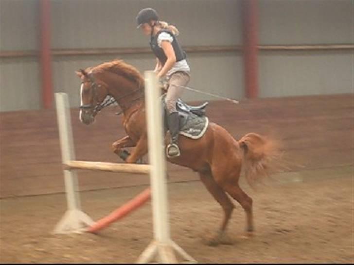 Hollandsk Sportspony Broderigårdens Nando - Tidligere pony. - spring, meget gammelt! billede 13