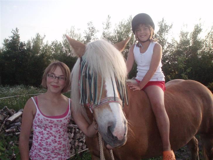 Haflinger Freja (Vera) (solgt) - Freja, Maria og Kusine Emma billede 17