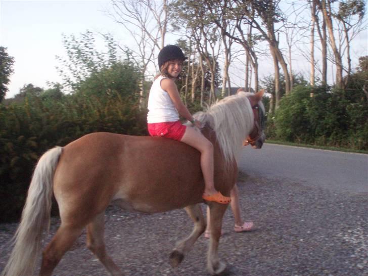 Haflinger Freja (Vera) (solgt) - Emma får en lille træktur billede 18