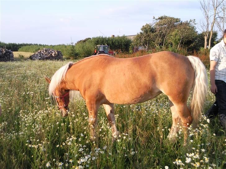 Haflinger Freja (Vera) (solgt) - Freja på vores nye fold (sommer 2009) billede 19