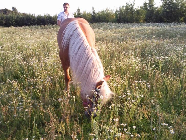 Haflinger Freja (Vera) (solgt) - Muns lækkert med nyt græs billede 20