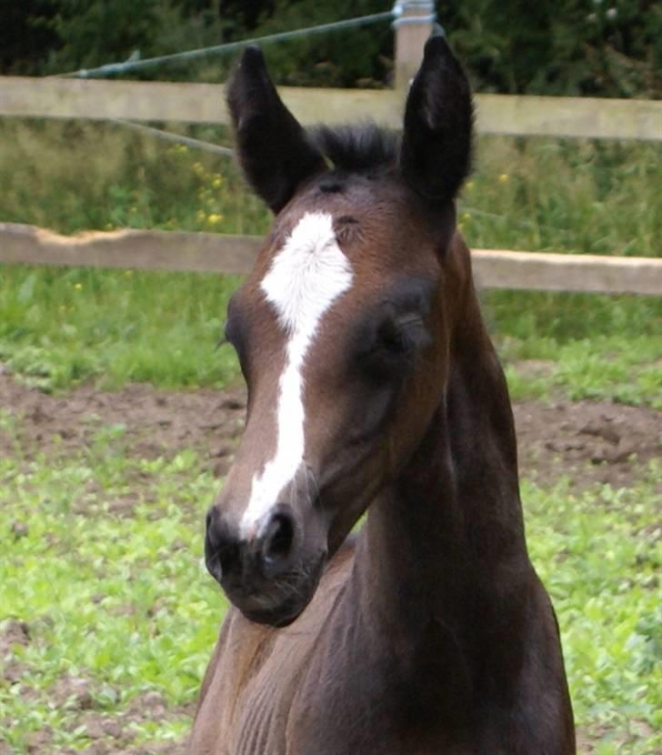 DSP ahorns tydossy billede 1