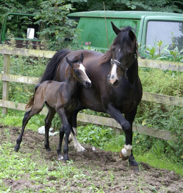 DSP ahorns tydossy billede 2