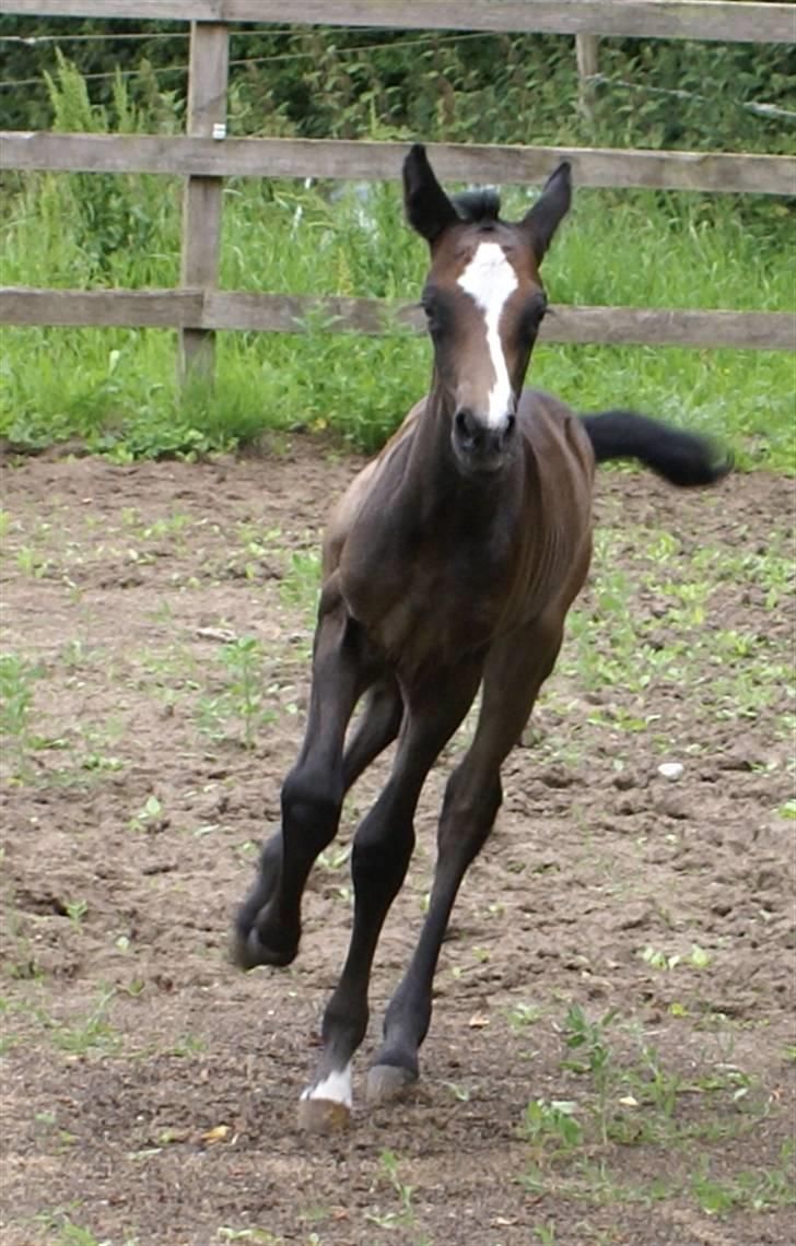 DSP ahorns tydossy billede 3