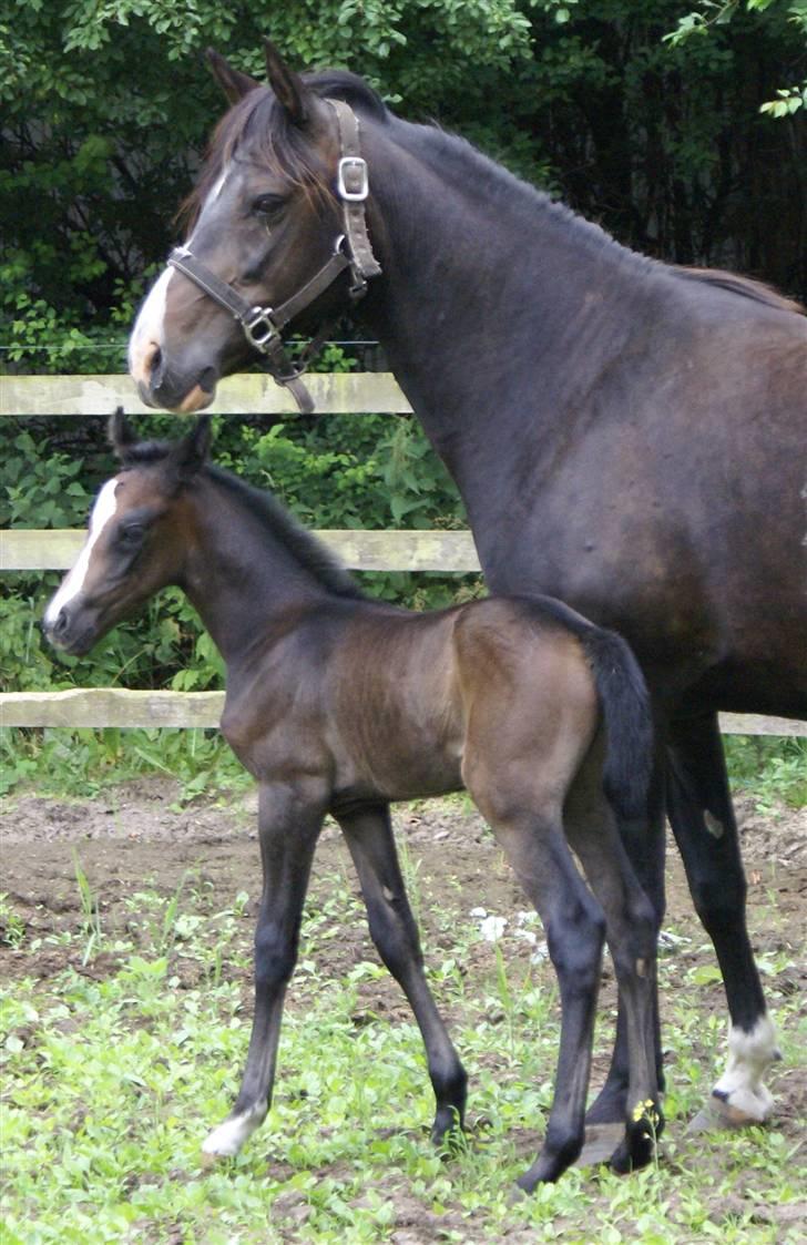 DSP ahorns tydossy billede 4