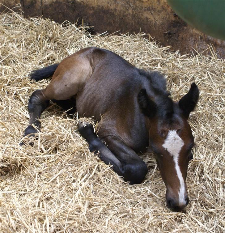 DSP ahorns tydossy billede 5