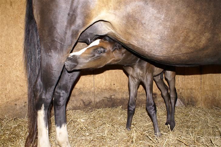 DSP ahorns tydossy billede 6