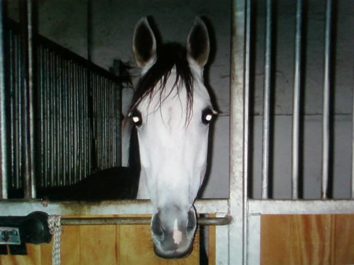 Anden særlig race Grey Beauty... DØD... :'( - Velkommen til Beautys profil <33 billede 1