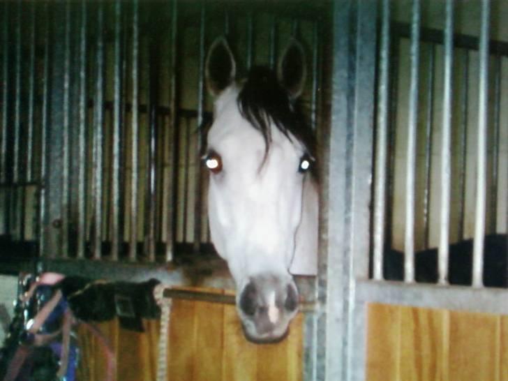 Anden særlig race Grey Beauty... DØD... :'( - Du kiggede altid efter Nina hvis hun var der.. <3 billede 2