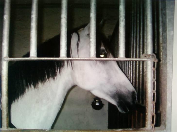 Anden særlig race Grey Beauty... DØD... :'( - kæft jeg savner dig prinsesse.... :´( billede 3