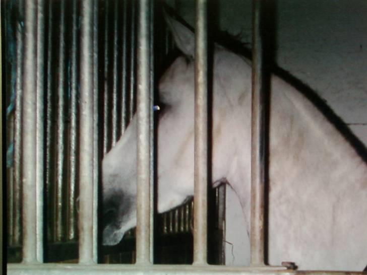 Anden særlig race Grey Beauty... DØD... :'( - du var så urolig, dengang du var halvt.. :´( billede 4