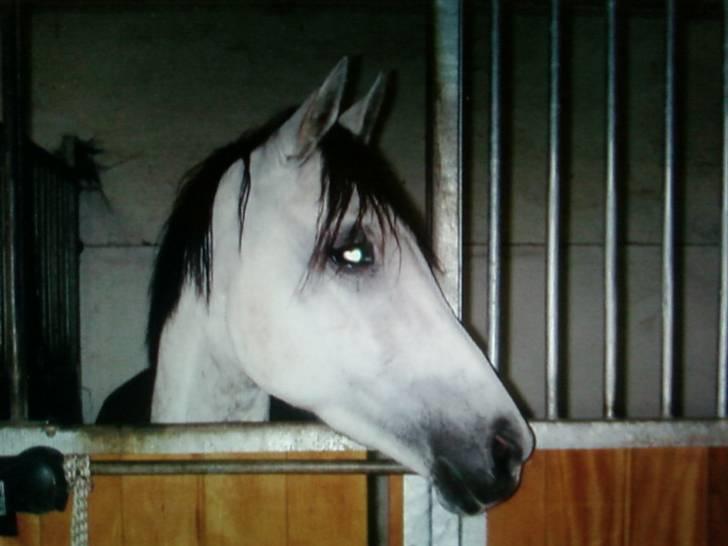 Anden særlig race Grey Beauty... DØD... :'( - du så sød og dejlig, bare ærgeligt du er væk nu.... jeg elsker dig skat ;´( billede 5