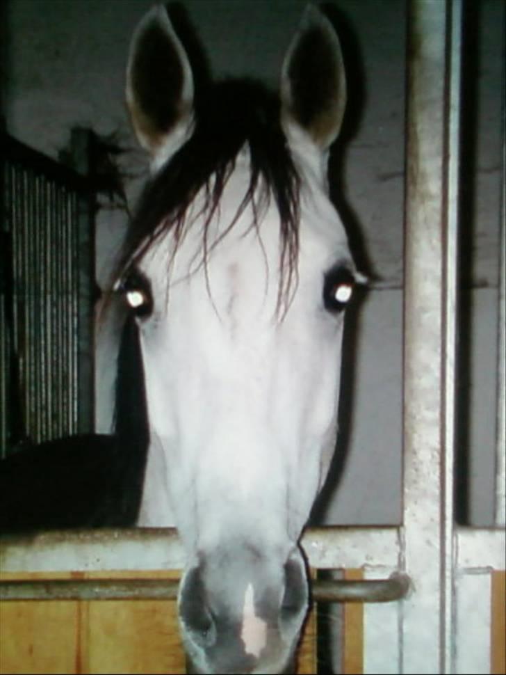 Anden særlig race Grey Beauty... DØD... :'( - du var så skøn.. <3 jeg elsker dig virkelig Beauty!.. :´( du var så fantastisk smuk..<3 jeg elsker dig virkelig mujs!.. der er intet der kan få mig til at glemme dig, din fantastiske prinsesse pony!.. :´(( billede 6