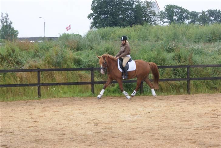 Hollandsk Sportspony Quite Easy *Solgt* billede 11