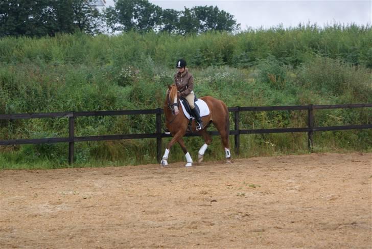 Hollandsk Sportspony Quite Easy *Solgt* billede 12