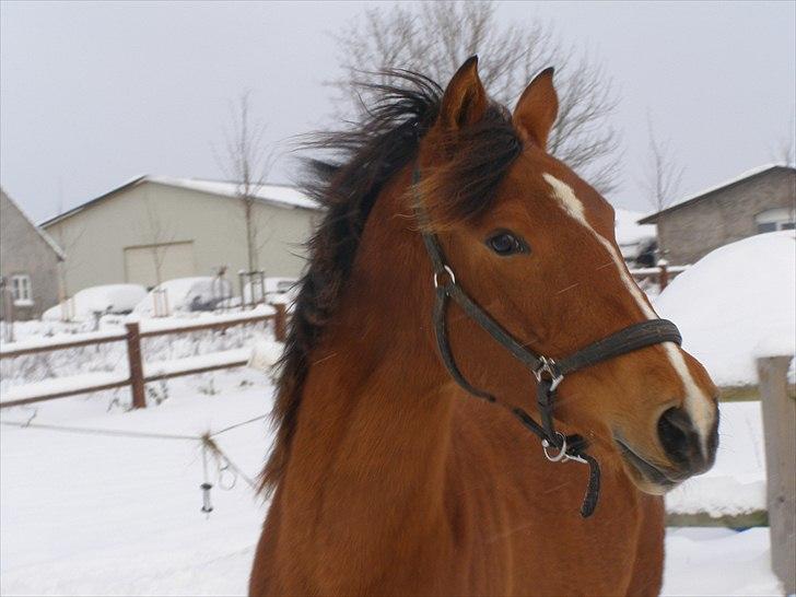Anden særlig race Dyssegaardens Ameidy † billede 12