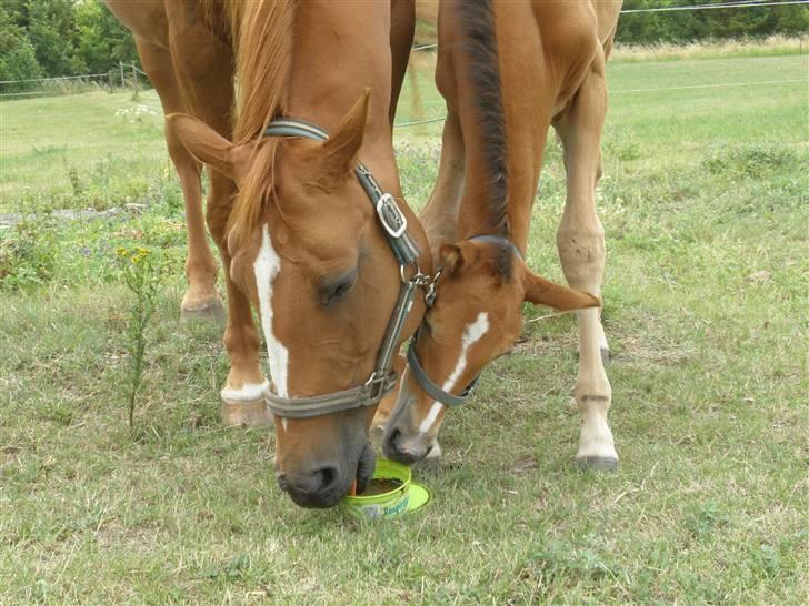 Anden særlig race Dyssegaardens Ameidy † - Moar..Jeg vil også smage.. billede 13