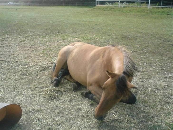 Anden særlig race  | Isabella * min skat :') SOLGT - Min lille skat ligger og sover :P  billede 15