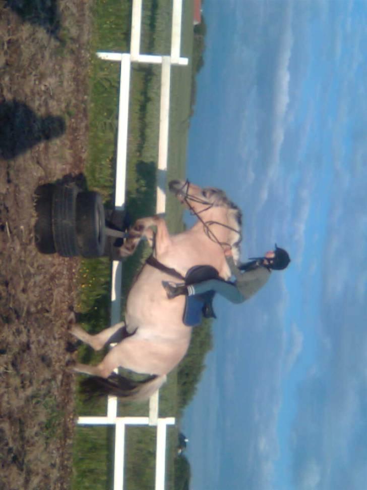 Fjordhest freja - freja og mig=) billede 11