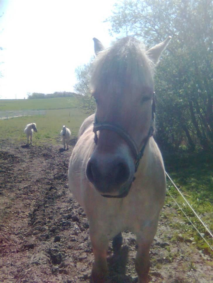 Fjordhest freja - freja<33 billede 12