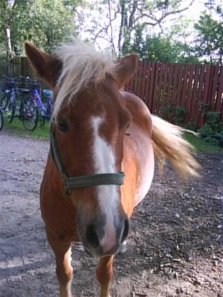 Anden særlig race Sasha  - Uhhh er jeg lige lækker ? billede 1