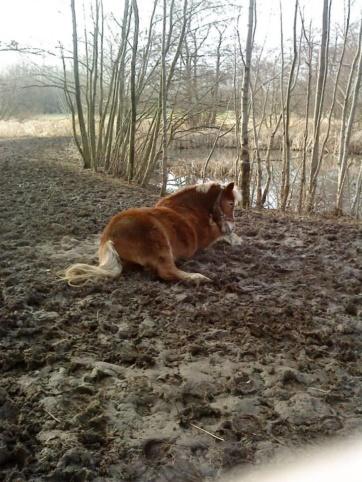 Anden særlig race Sasha  - Jeg ruller mig lige lidt . billede 2