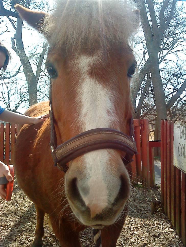Anden særlig race Sasha  - Se hvor jeg er smuk ! billede 3