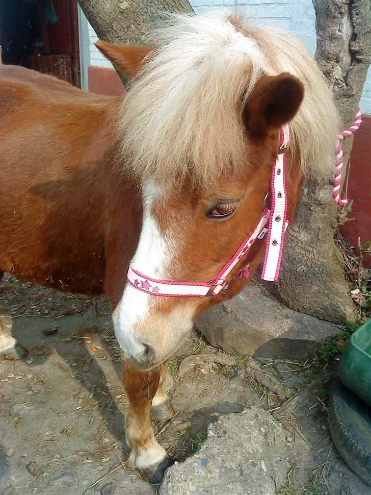 Anden særlig race Sasha  - Hvad er det derovre ? billede 4