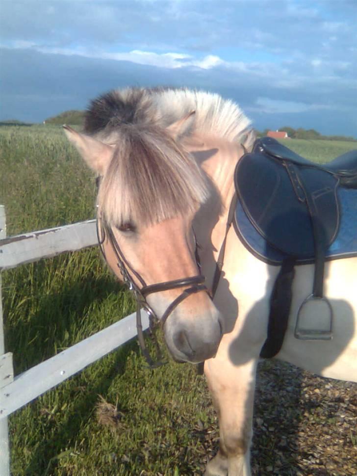 Fjordhest freja - freja<33 billede 13