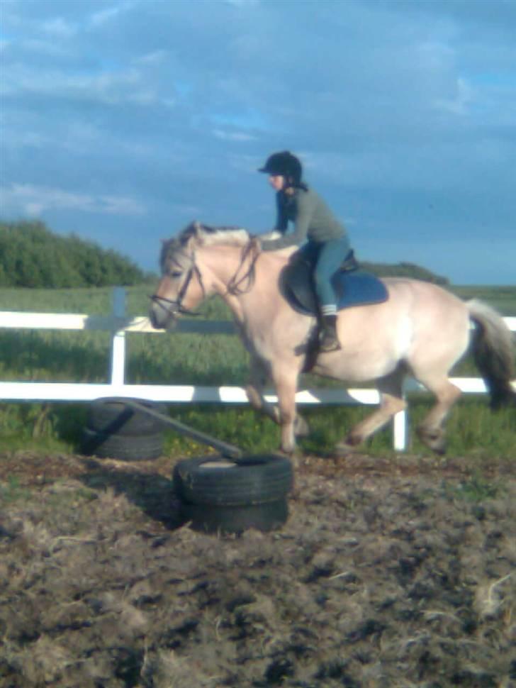 Fjordhest freja - mig freja springer billede 14