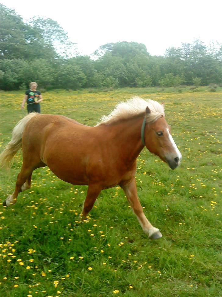 Anden særlig race Sasha  - Ja vi galoppere lige lidt ! billede 5