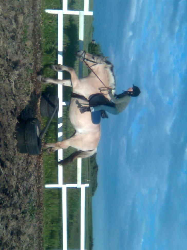 Fjordhest freja - freja springer billede 15