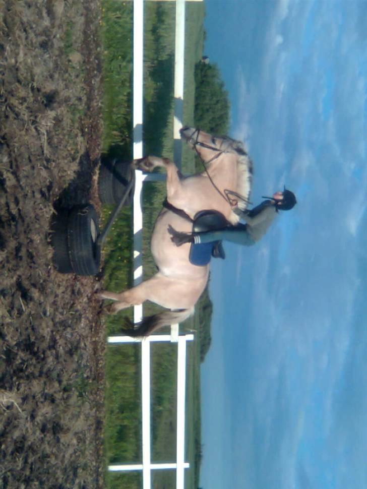 Fjordhest freja - hehe freja igen der springer<3 billede 16