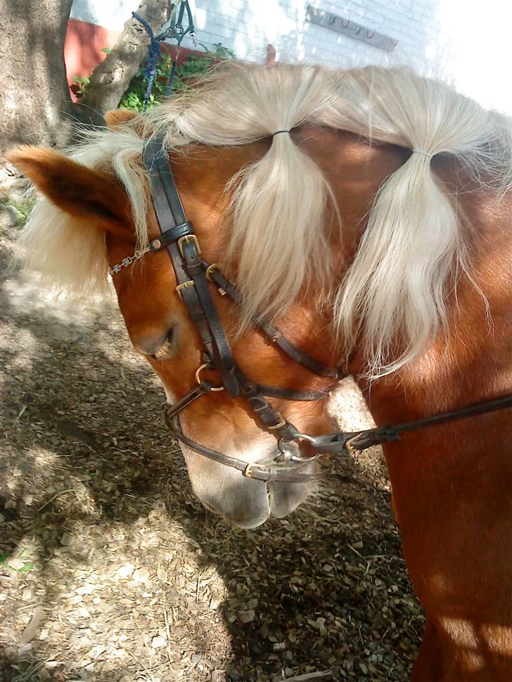 Anden særlig race Sasha  - Se jeg kan gå til bidet og være smuk ! :D billede 6