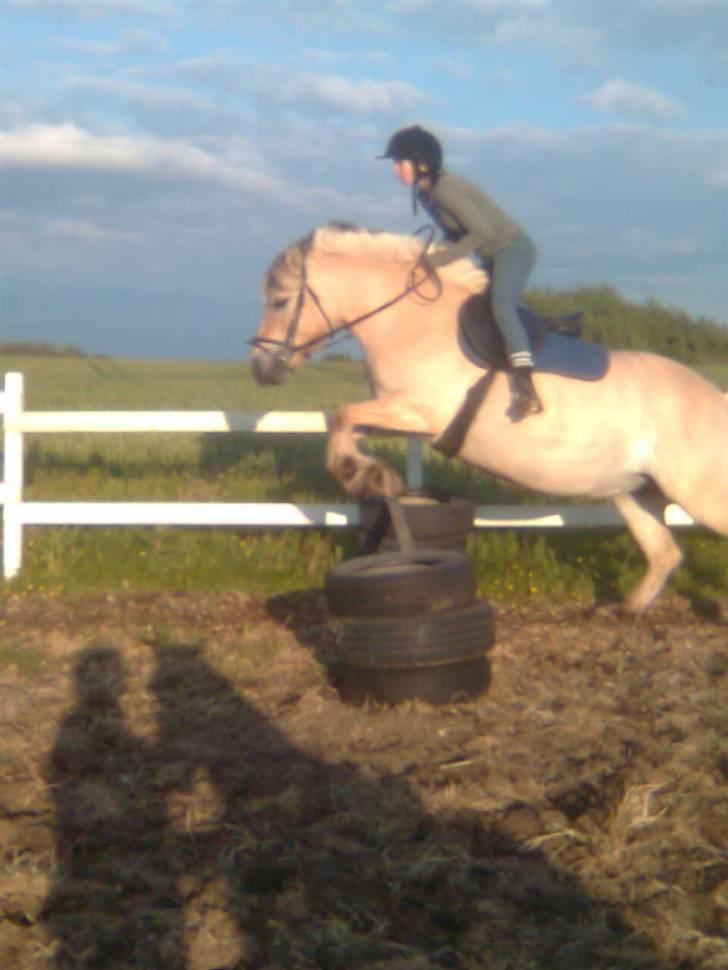 Fjordhest freja - mig freja=9 billede 17