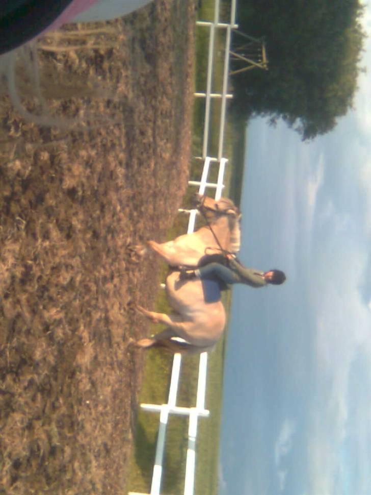 Fjordhest freja - freja og mig der skridter billede 18