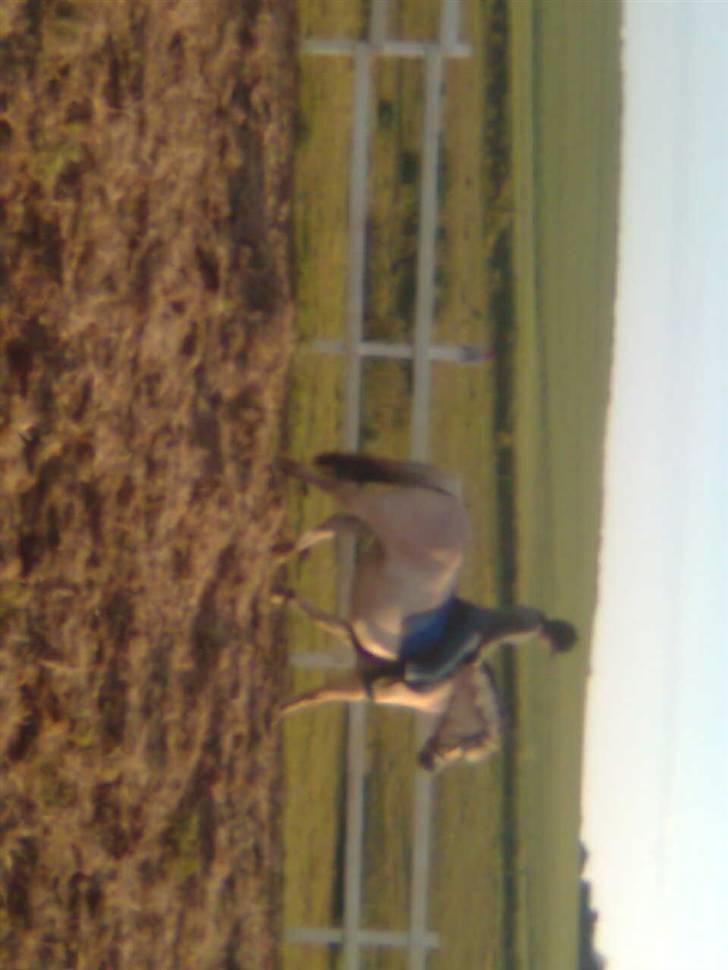 Fjordhest freja - freja mig der traver<3 billede 19