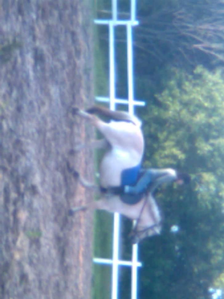 Fjordhest freja - freja og mig der traver billede 20