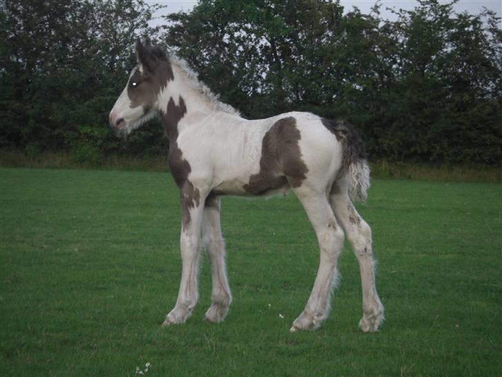 Tinker Sky's Bad Bono  billede 1