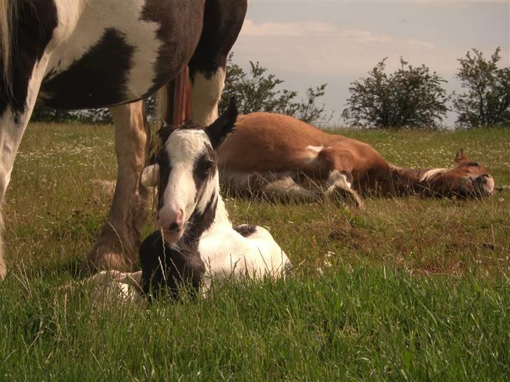 Tinker Sky's Bad Bono  billede 3