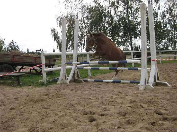 Welsh Mountain (sec A) Spirit<3(har tilredet)<3 - Velkommen til Spirits profil<3 billede 1