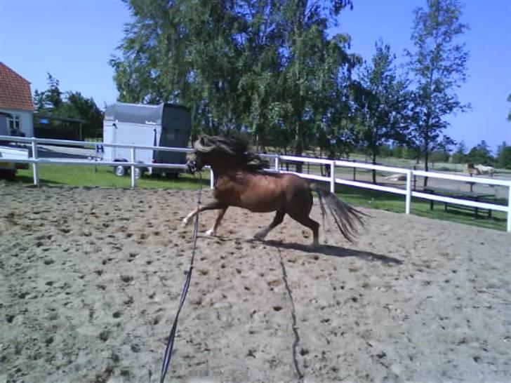 Welsh Mountain (sec A) Spirit<3(har tilredet)<3 billede 2