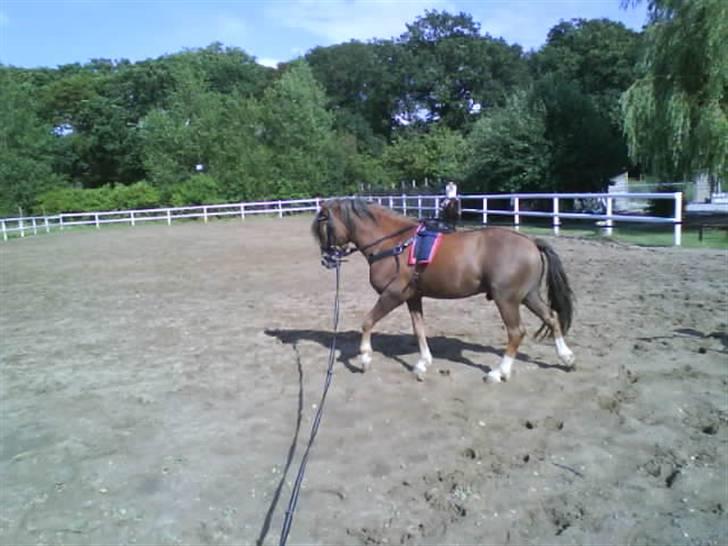 Welsh Mountain (sec A) Spirit<3(har tilredet)<3 billede 4