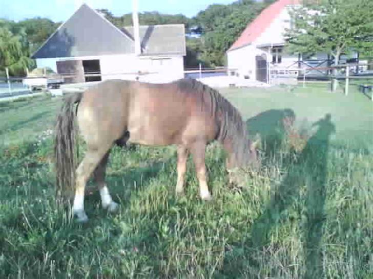 Welsh Mountain (sec A) Spirit<3(har tilredet)<3 billede 5